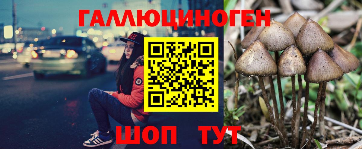 Балашов  Псилоцибиновые грибы Psilocybine cubensis  Вход с VPN 